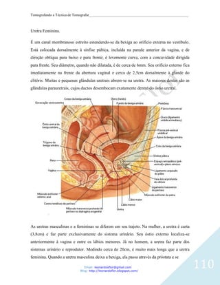Tomografando a Técnica de Tomografar_______________________________________________________



Uretra Feminina.

É um canal membranoso estreito estendendo-se da bexiga ao orifício externa no vestíbulo.
Está colocada dorsalmente à sínfise púbica, incluída na parede anterior da vagina, e de
direção oblíqua para baixo e para frente; é levemente curva, com a concavidade dirigida
para frente. Seu diâmetro, quando não dilatada, é de cerca de 6mm. Seu orifício externo fica
imediatamente na frente da abertura vaginal e cerca de 2,5cm dorsalmente à glande do
clitóris. Muitas e pequenas glândulas uretrais abrem-se na uretra. As maiores destas são as
glândulas parauretrais, cujos ductos desembocam exatamente dentro do óstio uretral.




As uretras masculinas e a femininas se diferem em seu trajeto. Na mulher, a uretra é curta
(3,8cm) e faz parte exclusivamente do sistema urinário. Seu óstio externo localiza-se
anteriormente à vagina e entre os lábios menores. Já no homem, a uretra faz parte dos
sistemas urinário e reprodutor. Medindo cerca de 20cm, é muito mais longa que a uretra
feminina. Quando a uretra masculina deixa a bexiga, ela passa através da próstata e se

                               Email: leonardosflor@gmail.com
                            Blog: http://leonardoflor.blogspot.com/
                                                                                               110
 