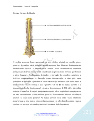 Tomografando a Técnica de Tomografar_______________________________________________________



Forma e Estrutura da Medula




A medula apresenta forma aproximada de um cilindro, achatada no sentido antero-
posterior. Seu calibre não é uniforme, pois ela apresenta duas dilatações denominadas de
intumescência cervical e intumescência lombar. Estas intumescências medulares
correspondem às áreas em que fazem conexão com as grossas raízes nervosas que formam
o plexo braquial e lombossacral, destinados à inervação dos membros superiores e
inferiores respectivamente. A formação destas intumescências se deve pela maior
quantidade de neurônios e, portanto, de fibras nervosas que entram ou saem destas áreas. A
intumescência cervical estende-se dos segmentos C4 até T1 da medula espinhal e a
intumescência lombar (lombossacral) estende-se dos segmentos de T11 até L1 da medula
espinhal. A superfície da medula apresenta os seguintes sulcos longitudinais, que percorrem
em toda a sua extensão: o sulco mediano posterior, fissura mediana anterior, sulco lateral
anterior e o sulco lateral posterior. Na medula cervical existe ainda o sulco intermédio
posterior que se situa entre o sulco mediano posterior e o sulco lateral posterior e que se
continua em um septo intermédio posterior no interior do funículo posterior.



                               Email: leonardosflor@gmail.com
                            Blog: http://leonardoflor.blogspot.com/
                                                                                              121
 