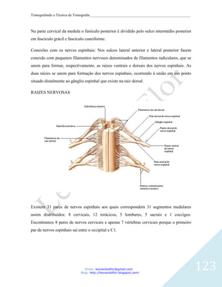 Tomografando a Técnica de Tomografar_______________________________________________________



Na parte cervical da medula o funículo posterior é dividido pelo sulco intermédio posterior
em fascículo grácil e fascículo cuneiforme.

Conexões com os nervos espinhais: Nos sulcos lateral anterior e lateral posterior fazem
conexão com pequenos filamentos nervosos denominados de filamentos radiculares, que se
unem para formar, respectivamente, as raízes ventrais e dorsais dos nervos espinhais. As
duas raízes se unem para formação dos nervos espinhais, ocorrendo à união em um ponto
situado distalmente ao gânglio espinhal que existe na raiz dorsal.

RAIZES NERVOSAS




Existem 31 pares de nervos espinhais aos quais correspondem 31 segmentos medulares
assim distribuídos: 8 cervicais, 12 torácicos, 5 lombares, 5 sacrais e 1 coccígeo.
Encontramos 8 pares de nervos cervicais e apenas 7 vértebras cervicais porque o primeiro
par de nervos espinhais sai entre o occipital e C1.




                                Email: leonardosflor@gmail.com
                             Blog: http://leonardoflor.blogspot.com/
                                                                                              123
 