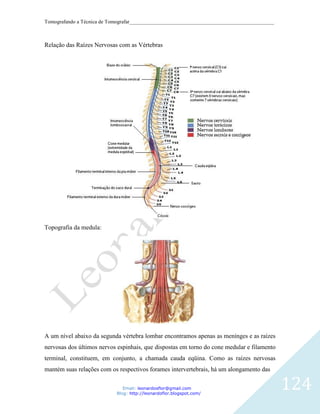 Tomografando a Técnica de Tomografar_______________________________________________________



Relação das Raízes Nervosas com as Vértebras




Topografia da medula:




A um nível abaixo da segunda vértebra lombar encontramos apenas as menínges e as raízes
nervosas dos últimos nervos espinhais, que dispostas em torno do cone medular e filamento
terminal, constituem, em conjunto, a chamada cauda eqüina. Como as raízes nervosas
mantém suas relações com os respectivos forames intervertebrais, há um alongamento das

                               Email: leonardosflor@gmail.com
                            Blog: http://leonardoflor.blogspot.com/
                                                                                              124
 
