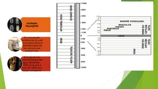 Unidades
Hounsfield
Es una escala
establecida la cuál
nos proporciona la
radiodensidad de
las estructuras
anatómicas.
0 es igual a la
radiodensidad del
agua destilada, -
1000 es al aire y
mas de 1000 es a
hueso compacto.
 