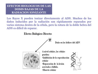 EFECTOS BIOLOGICOS DE LAS DOSIS BAJAS DE LA RADIACION IONIZANTE Los Rayos X pueden ionizar directamente al ADN. Muchos de los daños inducidos por la radiación son rápidamente reparados por varios sistema dentro de la célula, pero la rotura de la doble hebra del ADN es difícil de reparar. 