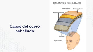 Capas del cuero
cabelludo
 