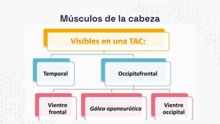 Músculos de la cabeza
 