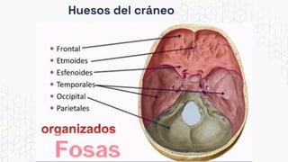 Huesos del cráneo
 
