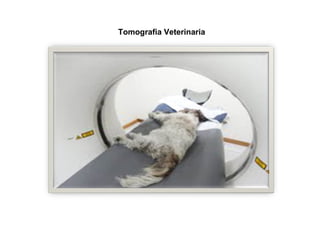 Tomografia Veterinaria
 