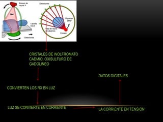 CRISTALES DE WOLFROMATO
CADMIO, OXISULFURO DE
GADOLINEO
CONVIERTEN LOS RX EN LUZ
LUZ SE CONVIERTE EN CORRIENTE LA CORRIENTE EN TENSION
DATOS DIGITALES
 