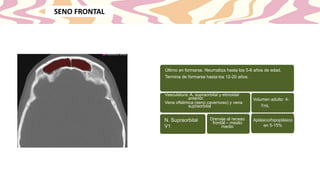 SENO FRONTAL
Último en formarse. Neumatiza hasta los 5-6 años de edad.
Termina de formarse hasta los 12-20 años.
Vasculatura: A. supraorbital y etmoidal
anterior.
Vena oftálmica (seno cavernoso) y vena
supraorbital
N. Supraorbital
V1
Drenaje al receso
frontal – meato
medio
Volumen adulto: 4-
7mL
Aplásico/hipoplásico
en 5-15%
 