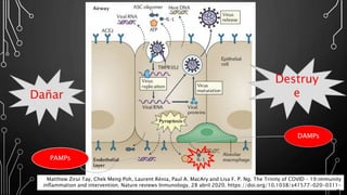 Matthew Zirui Tay, Chek Meng Poh, Laurent Rénia, Paul A. MacAry and Lisa F. P. Ng. The Trinity of COVID – 19:immunity
inflammation and intervention. Nature reviews Inmunology. 28 abril 2020. https://doi.org/10.1038/s41577-020-0311-
8.
Dañar
Destruy
e
PAMPs
DAMPs
 