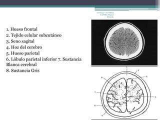 1. Hueso frontal 
2. Tejido celular subcutáneo 
3. Seno sagital 
4. Hoz del cerebro 
5. Hueso parietal 
6. Lóbulo parietal inferior 7. Sustancia 
Blanca cerebral 
8. Sustancia Gris 
10010337- ALVAREZ 
CASTRO, Miguel 
Eduardo 
 