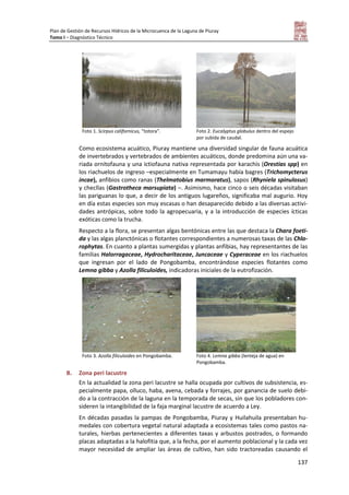 Plan de Gestión de Recursos Hídricos de la Microcuenca de la Laguna de Piuray
Tomo I – Diagnóstico Técnico
137
Foto 1. Scirpus californicus, “totora”. Foto 2. Eucalyptus globulus dentro del espejo
por subida de caudal.
Como ecosistema acuático, Piuray mantiene una diversidad singular de fauna acuática
de invertebrados y vertebrados de ambientes acuáticos, donde predomina aún una va-
riada ornitofauna y una ictiofauna nativa representada por karachis (Orestias spp) en
los riachuelos de ingreso –especialmente en Tumamayu había bagres (Trichomycterus
incae), anfibios como ranas (Thelmatobius marmoratus), sapos (Rhyniela spinulosus)
y checllas (Gastrotheca marsupiata) –. Asimismo, hace cinco o seis décadas visitaban
las pariguanas lo que, a decir de los antiguos lugareños, significaba mal augurio. Hoy
en día estas especies son muy escasas o han desaparecido debido a las diversas activi-
dades antrópicas, sobre todo la agropecuaria, y a la introducción de especies ícticas
exóticas como la trucha.
Respecto a la flora, se presentan algas bentónicas entre las que destaca la Chara foeti-
da y las algas planctónicas o flotantes correspondientes a numerosas taxas de las Chlo-
rophytas. En cuanto a plantas sumergidas y plantas anfibias, hay representantes de las
familias Halorragaceae, Hydrocharitaceae, Juncaceae y Cyperaceae en los riachuelos
que ingresan por el lado de Pongobamba, encontrándose especies flotantes como
Lemna gibba y Azolla filiculoides, indicadoras iniciales de la eutrofización.
Foto 3. Azolla filiculoides en Pongobamba. Foto 4. Lemna gibba (lenteja de agua) en
Pongobamba.
B. Zona peri lacustre
En la actualidad la zona peri lacustre se halla ocupada por cultivos de subsistencia, es-
pecialmente papa, olluco, haba, avena, cebada y forrajes, por ganancia de suelo debi-
do a la contracción de la laguna en la temporada de secas, sin que los pobladores con-
sideren la intangibilidad de la faja marginal lacustre de acuerdo a Ley.
En décadas pasadas la pampas de Pongobamba, Piuray y Huilahuila presentaban hu-
medales con cobertura vegetal natural adaptada a ecosistemas tales como pastos na-
turales, hierbas pertenecientes a diferentes taxas y arbustos postrados, o formando
placas adaptadas a la halofitia que, a la fecha, por el aumento poblacional y la cada vez
mayor necesidad de ampliar las áreas de cultivo, han sido tractoreadas causando el
 