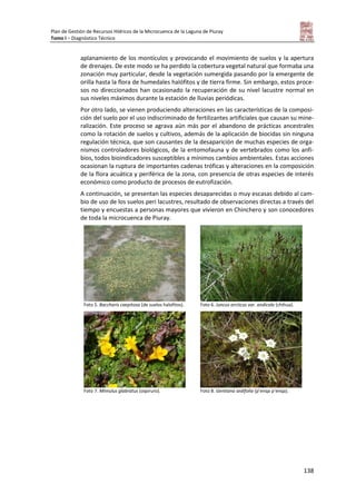 Plan de Gestión de Recursos Hídricos de la Microcuenca de la Laguna de Piuray
Tomo I – Diagnóstico Técnico
138
aplanamiento de los montículos y provocando el movimiento de suelos y la apertura
de drenajes. De este modo se ha perdido la cobertura vegetal natural que formaba una
zonación muy particular, desde la vegetación sumergida pasando por la emergente de
orilla hasta la flora de humedales halófitos y de tierra firme. Sin embargo, estos proce-
sos no direccionados han ocasionado la recuperación de su nivel lacustre normal en
sus niveles máximos durante la estación de lluvias periódicas.
Por otro lado, se vienen produciendo alteraciones en las características de la composi-
ción del suelo por el uso indiscriminado de fertilizantes artificiales que causan su mine-
ralización. Este proceso se agrava aún más por el abandono de prácticas ancestrales
como la rotación de suelos y cultivos, además de la aplicación de biocidas sin ninguna
regulación técnica, que son causantes de la desaparición de muchas especies de orga-
nismos controladores biológicos, de la entomofauna y de vertebrados como los anfi-
bios, todos bioindicadores susceptibles a mínimos cambios ambientales. Estas acciones
ocasionan la ruptura de importantes cadenas tróficas y alteraciones en la composición
de la flora acuática y periférica de la zona, con presencia de otras especies de interés
económico como producto de procesos de eutrofización.
A continuación, se presentan las especies desaparecidas o muy escasas debido al cam-
bio de uso de los suelos peri lacustres, resultado de observaciones directas a través del
tiempo y encuestas a personas mayores que vivieron en Chinchero y son conocedores
de toda la microcuenca de Piuray.
Foto 5. Baccharis caepitosa (de suelos halofitos). Foto 6. Juncus arcticus var. andicola (chihua).
Foto 7. Mimulus glabratus (oqoruro). Foto 8. Gentiana sedifolia (p’enqa p’enqa).
 