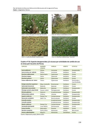 Plan de Gestión de Recursos Hídricos de la Microcuenca de la Laguna de Piuray
Tomo I – Diagnóstico Técnico
139
Foto 9. Cultivo de papas en áreas peri lacustres. Foto 10. Festuca urubambana (cima).
Foto 11. Azolla filiculoides (tuytoq ccora). Foto 12. Eleocharis albibracteata “quimillo”.
Cuadro nº 53: Especies desaparecidas y/o escasas por actividades de cambio de uso
en áreas peri lacustres de Piuray
ESPECIES NOMBRE
COMÚN
FAMILIA HÁBITO ESTATUS
Juncus pallescens Chihua Juncaceae Herbáceo Desaparecida
Juncus arcticus var. andicola Chihua Juncaceae Herbáceo Escaso
Eleocharis albibracteata Qocha llachu Cyperaceae Herbáceo Escaso
Eleocharis elegans Llachu Cyperacee Herbáceo Escaso
Eleocharis palustris Llachu Cyperaceae Herbáceo Escaso
Scirpus californicus var. tatora Totora Cyperaceae Herbáceo Disminuido y
muy focalizado
Rorippa nasturtium-aquaticum Mayu mostacilla Brassicaceae Herbáceo Escaso
Hydrocotyle bonariensis Matecllo Apiaceae Herbáceo Escaso
Hydrocotyle ranunculoides Mateccllo Apiaceae Herbáceo Desaparecido
Plantago australis subsp hirtella Huacac ccallun Plantaginaceae Herbáceo Escaso
Mimulus glabratus Ocjoruro Scrophulariaceae Herbáceo Desaparecido
Nothoscordum andicola Chullcus Liliaceae Geófito Desaparecido
Hypsela reniformes Pampa t’ica Campanulaceae Herbáceo Desaparecido
Ranunculus cymbalaria Qello t’ica Ranunculaceae Herbáceo Escaso
Limosella acuatica Scrophulariaceae Herbáceo Desaparecido
Limosella subulata Scrophulariaceae Herbáceo Desaparecido
Hipsela reniformes Pampa t’ica Campanulaceae Herbáceo Desaparecido
Gentianella dolichopoda Yurac fallcha Gentianaceae Herbáceo Escaso
Festuca humilior Qoya pasto Poaceae Herbáceo Escaso
Baccharis caespitosa Pacha chillca Asteraceae Leñoso Muy escaso
Senecio rudbeckiaefolius Maych’a Asteraceae Semileñoso Escaso
Fuente: Elaboración propia, febrero 2013.
 