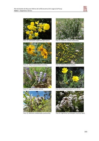 Plan de Gestión de Recursos Hídricos de la Microcuenca de la Laguna de Piuray
Tomo I – Diagnóstico Técnico
141
Foto 13. Calceolaria engleriana (puru puru). Foto 14. Solanum nitidum (ñuñumea).
Foto 15. Viguiera procumbens (sunchu). Foto 16. Bidens andicola (quiko).
Foto 17. Lupinus aridulus (q’era). Foto 18. Grindelia boliviana (ch’iri ch’iri).
Foto 19. Monnina crotalarioides (aceitunilla). Foto 20. Ageratina sternbergian (manca p’aqui).
 