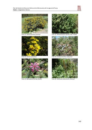 Plan de Gestión de Recursos Hídricos de la Microcuenca de la Laguna de Piuray
Tomo I – Diagnóstico Técnico
142
Foto 21. Senna birrostris (mutuy). Foto 22. Minthostachys spicata (rap’i muña).
Foto 23. Senecio peruensis Foto 24. Cronquistianthus volquensii
Foto 25. Barnadesia horrida (llaulli). Foto 26. Ambrosia arborescens (marcju).
 