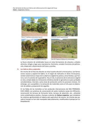 Plan de Gestión de Recursos Hídricos de la Microcuenca de la Laguna de Piuray
Tomo I – Diagnóstico Técnico
144
Foto 27. Sambucus peruviana (sauco). Foto 28. Sistema agroforestal.
Foto 29. Cytisus scoparius (especie invasora). Foto 30. Especies exóticas no controladas.
La fauna silvestre de vertebrados busca en estas formaciones de arbustos y árboles
alimento, refugio y lugar para reproducirse. Asimismo, cumplen funciones de poliniza-
ción, dispersión y diseminación de frutos y semillas.
D. Las laderas altas y pajonales
Por encima de la línea de arbustos se sitúa la parte alta de la microcuenca, con forma-
ciones rocosas y pajonal de ladera. Es el origen de riachuelos en dicha microcuenca,
siendo la dominancia mayor de la cobertura vegetal los pastos y otras hierbas, que fue-
ron y son el sustento de la ganadería. Hoy en día, la presencia de la estructura vegetal
es rala y simple dadas las limitaciones climáticas donde la agricultura es poco probable
considerándose, más bien, como áreas de protección contra los procesos erosivos. Sin
embargo, son susceptibles a la extracción de materiales como el ichu para la elabora-
ción de adobes y preparación de soguillas.
En las faldas de las montañas se han producido intervenciones del IMA PRONAMA-
CHCS (2002), con prácticas de conservación de suelos mediante zanjas de infiltración,
construcción de terrazas de formación lenta, terrazas de absorción, etc., utilizando
como estabilizadores piedras, champas y plantas de Cytisus scoparius, que completan
los sistemas agroforestales en laderas para agricultura de secano, las mismas que pa-
sado el tiempo no han sido manejadas adecuadamente, modificando el paisaje por so-
brepoblación.
 