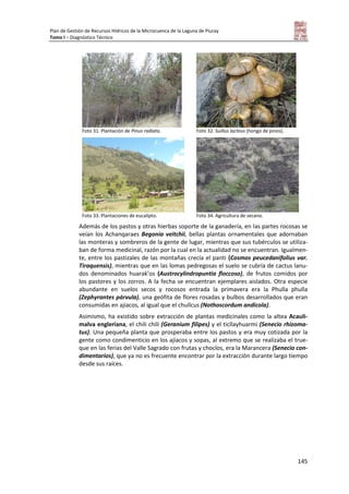 Plan de Gestión de Recursos Hídricos de la Microcuenca de la Laguna de Piuray
Tomo I – Diagnóstico Técnico
145
Foto 31. Plantación de Pinus radiata. Foto 32. Suillus lacteus (hongo de pinos).
Foto 33. Plantaciones de eucalipto. Foto 34. Agricultura de secano.
Además de los pastos y otras hierbas soporte de la ganadería, en las partes rocosas se
veían los Achanqaraes Begonia veitchii, bellas plantas ornamentales que adornaban
las monteras y sombreros de la gente de lugar, mientras que sus tubérculos se utiliza-
ban de forma medicinal, razón por la cual en la actualidad no se encuentran. Igualmen-
te, entre los pastizales de las montañas crecía el panti (Cosmos peucedanifolius var.
Tiraquensis), mientras que en las lomas pedregosas el suelo se cubría de cactus lanu-
dos denominados huarak’os (Austrocylindropuntia floccoso), de frutos comidos por
los pastores y los zorros. A la fecha se encuentran ejemplares aislados. Otra especie
abundante en suelos secos y rocosos entrada la primavera era la Phulla phulla
(Zephyrantes párvula), una geófita de flores rosadas y bulbos desarrollados que eran
consumidas en ajiacos, al igual que el chullcus (Nothoscordum andicola).
Asimismo, ha existido sobre extracción de plantas medicinales como la altea Acauli-
malva engleriana, el chili chili (Geranium filipes) y el ticllayhuarmi (Senecio rhizoma-
tus). Una pequeña planta que prosperaba entre los pastos y era muy cotizada por la
gente como condimenticio en los ajiacos y sopas, al extremo que se realizaba el true-
que en las ferias del Valle Sagrado con frutas y choclos, era la Marancera (Senecio con-
dimentarios), que ya no es frecuente encontrar por la extracción durante largo tiempo
desde sus raíces.
 