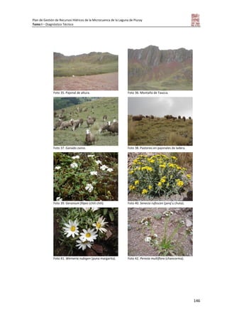 Plan de Gestión de Recursos Hídricos de la Microcuenca de la Laguna de Piuray
Tomo I – Diagnóstico Técnico
146
Foto 35. Pajonal de altura. Foto 36. Montaña de Taucca.
Foto 37. Ganado ovino. Foto 38. Pastoreo en pajonales de ladera.
Foto 39. Geranium filipes (chili chili). Foto 40. Senecio rufescen (janq’u chuta).
Foto 41. Werneria nubigen (puna margarita). Foto 42. Perezia multiflora (chancorma).
 