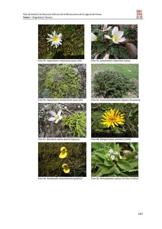 Plan de Gestión de Recursos Hídricos de la Microcuenca de la Laguna de Piuray
Tomo I – Diagnóstico Técnico
147
Foto 43. Hypochaeris meyeniana (jayac pilli). Foto 44. Acaulimalva engleriana (altea).
Foto 45. Hypochaeris taraxacoides (ocjo pilli). Foto 46. Austrocylindropuntia lagopus (huaraq’o).
Foto 47. Baccharis alpina (pacha tayanca). Foto 48. Margyricarpus pinnatus (canlli).
Foto 49. Gentianella chrysothaenia (phallch). Foto 50. Paranephelius ovatus (ch’ahui ch’ahui).
 