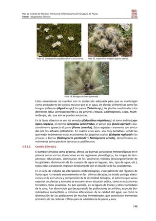Plan de Gestión de Recursos Hídricos de la Microcuenca de la Laguna de Piuray
Tomo I – Diagnóstico Técnico
148
Foto 51. Calceolaria scapiflora (ñut’u puru puru). Foto 52. Lepechinia meyenii (pacha salvia).
Foto 53. Rezagos de área quemada.
Estos ecosistemas no cuentan con la protección adecuada para que se mantengan
como productores del valioso recurso que es el agua, de plantas alimenticias como los
hongos qallampas (Agaricus sp.), los pacos (Calvatia sp.), las plantas medicinales o los
diferentes ichus correspondientes a los géneros Festuca, Calamagrostis, Stipa, Mueh-
lenbergia, etc. que aún se pueden encontrar.
En la fauna silvestre se ven los venados (Odocoileus virginianus), el zorro andino Lyca-
lopex culpaeus, el zorrino Conepatus semistriatus, el porun qoe (Cavia aperea) y oca-
sionalmente aparecía el puma (Puma concolor). Estas especies raramente son avista-
das por los actuales pobladores. En cuanto a las aves, son muy llamativas siendo las
que mejor representan estos ecosistemas los jaqachus o pitos (Colaptes rupícola) y las
p’isacas o Llut’us (Nothoprocta pentlandii y Nothoprocta ornata), denominadas co-
múnmente como perdices serranas o cordilleranas.
3.4.2.2. Cambio Climático
El cambio climático como proceso, afecta las diversas variaciones meteorológicas en el
planeta como son las alteraciones en los regímenes pluviológicos, los rangos de tem-
peratura estacionales, disminución de los volúmenes hídricos (descongelamiento de
los glaciares, disminución de los cuerpos de agua en lagunas, ríos, ojos de agua, etc.),
todas estas variaciones implican directamente con el equilibrio de los ecosistemas.
En el área de estudio las alteraciones meteorológicas, especialmente del régimen de
lluvias que ha variado enormemente en las últimas décadas, ha traído consigo altera-
ciones en la estructura y composición de la diversidad biológica, al extremo que varias
especies de plantas y animales se encuentran en situación crítica, tanto en ecosistemas
terrestres como acuáticos. Así por ejemplo, en la laguna de Piuray y otros humedales
de la zona, han disminuido y/o desaparecido las poblaciones de anfibios, especies bio-
indicadoras susceptibles a mínimas alteraciones de la calidad del agua; así como la
disminución de las poblaciones de muchos invertebrados que constituían elementos
primarios de las cadenas tróficas para la subsistencia de peces y aves.
 