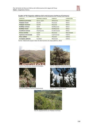 Plan de Gestión de Recursos Hídricos de la Microcuenca de la Laguna de Piuray
Tomo I – Diagnóstico Técnico
150
Cuadro nº 55: Especies arbóreas de la microcuenca de Piuray-Ccorimarca
ESPECIES NOMBRE COMÚN FAMILIA CONDICIÓN
Sambucus peruviana Sauco, Layán Adoxaceae Nativo
Polylepis incana Q’euña Rosaceae Nativo
Polylepis racemosa Q’euña Rosaceae Nativo
Buddleja coriacea Q’olle Buddlejaceae Natico
Buddleja incana Quishuar Buddlejaceae Nativo
Escallonia resinosa Chachacoma Escalloniaceae Nativo
Prunus serotina Capulí Rosaceae Naturalizado
Cupressus macrocarpa Ciprés Cupressaceae Exótico
Pinus radiata Pino Pinaceae Exótico
Eucalyptus globulus Eucalipto Myrtaceae Exótico
Fuente: Elaboración propia a base de observaciones de campo (febrero, 2013)
Foto 54. Plantaciones masivas de eucalipto. Foto 55. Polylepis racemosa (q’euña).
Foto 56. Escallonia resinosa (chachacoma). Foto 57. Pinus radiata (pino).
Foto 58. Agroforestería con Polylepis racemosa.
 