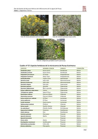 Plan de Gestión de Recursos Hídricos de la Microcuenca de la Laguna de Piuray
Tomo I – Diagnóstico Técnico
152
Foto 59. Senna birrostris (cercos vivos). Foto 60. Senecio spinosus (orqo canlli).
Foto 61. Colignonia parviflora (sach’a paraccay).
Cuadro nº 57: Especies herbáceas de la microcuenca de Piuray-Ccorimarca
ESPECIES NOMBRE COMÚN FAMILIA CONDICIÓN
Cheilanthes pilosa Kumu Kumu Peridaceae Nativo
Cheilanthes pruinata Kumu Kumu Peridaceae Nativo
Polypodium peruvianum Ch’ampa Polypodiaceae Nativo
Polypodium buchtienii Raqui raqui Polypodiaceae Nativo
Azolla filiculoides Tuytuc ccora Salviniaceae Nativo
Bomarea ovata Sullu sullu Alstromeriaceae Nativo
Bomarea involucrosa Sullu sullu Alstromeriaceae Nativo
Eleocharis elegans Vela vela Cyperaceae Nativo
Eleocharis palustris Quimillo Cyperaceae Nativo
Eleocharis albibracteata Ñut’u quimillo Cyperaceae Nativo
Scirpus californicus subsp tatora Totora Cyperaceae Nativo
Trichophorum rigidum Seqa ch’ihua Cyperaceae Nativo
Sisyrinchium chilense Pascua q’ollana Iridaceae Nativo
Sisyrinchium junceum Pascua q’ollana Iridaceae Nativo
Juncus arcticus var. andicola Ch’ihua Juncaceae Nativo
Juncus pallescens Ch’ihua Juncaceae Nativo
Luzula racemosa Cjumu cjumu Juncaceae Nativo
Nothoscordum andicola Chullcus Liliaceae Nativo
Oziroe acaulis Cjuchic chulcus Liliaceae Nativo
Aa weberbaueri Chocllo chocllo Orchidaceae Nativo
Hypseocharis bilobata Yanaroco Oxalidaceae Nativo
Oxalis tuberosa Oca Oxalidaceae Nativo
Aciachne pulvinata Paco paco Poaceae Nativo
Agrostis tulucensis Qachu Poaceae Nativo
Agrostis breviculmis - Poaceae Nativo
Avena sativa Avena Poaceae Exótico
Brachipodium mexicanum Socklla pasto Poaceae Exótico
Bothriochloa saccharoides Caña caña Poaceae Nativo
Bromus catharticus Pata qachu Poaceae Nativo
 