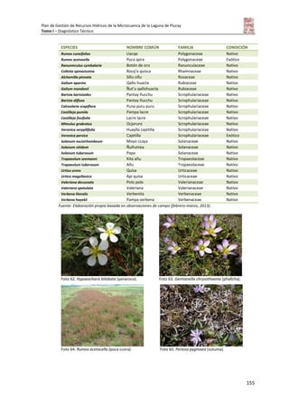 Plan de Gestión de Recursos Hídricos de la Microcuenca de la Laguna de Piuray
Tomo I – Diagnóstico Técnico
155
ESPECIES NOMBRE COMÚN FAMILIA CONDICIÓN
Rumex cuneifolius Llacqe Polygonaceae Nativo
Rumex acetosella Puca qora Polygonaceae Exótico
Ranunmculus cymbalaria Botón de oro Ranunculaceae Nativo
Colletia spinosissima Rocq’e quisca Rhamnaceae Nativo
Alchemilla pinnata Sillu sillu Rosaceae Nativo
Galium aparine Qallo huacta Rubiaceae Nativo
Galium mandonii Ñut’u qallohuacta Rubiaceae Nativo
Bartsia bartsioides Pantay ñucchu Scrophulariaceae Nativo
Bartsia diffusa Pantay ñucchu Scrophulariaceae Nativo
Calceolaria scapiflora Puna puru puru Scrophulariaceae Nativo
Castilleja pumila Pampa lacre Scrophulariaceae Nativo
Castilleja fissifolia Lacre lacre Scrophulariaceae Nativo
Mimulus grabratus Ocjoruro Scrophulariaceae Nativo
Veronica serpyllifolia Huaylla cajetilla Scrophulariaceae Nativo
Veronica persica Cajetilla Scrophulariaceae Exótico
Solanum excisirhombeum Moyo ccaya Solanaceae Nativo
Solanum nitidum Ñuñumea Solanaceae Nativo
Solanum tuberosum Papa Solanaceae Nativo
Tropaeolum seemanni Kita añu Tropaeolaceae Nativo
Tropaeolum tuberosum Añu Tropaeolaceae Nativo
Urtica urens Quisa Urticaceae Nativo
Urtica magellanica Api quisa Urticaceae Nativo
Valeriana decussata Polo polo Valerianaceae Nativo
Valeriana spatulata Valeriana Valerianaceae Nativo
Verbena litoralis Verbenita Verbenaceae Nativo
Verbena hayekii Pampa verbena Verbenaceae Nativo
Fuente: Elaboración propia basada en observaciones de campo (febrero-marzo, 2013).
Foto 62. Hypseocharis bilobata (yanaroco). Foto 63. Gentianella chrysothaenia (phallcha).
Foto 64. Rumex acetocella (puca ccora). Foto 65. Perezia pygmaea (sutuma).
 