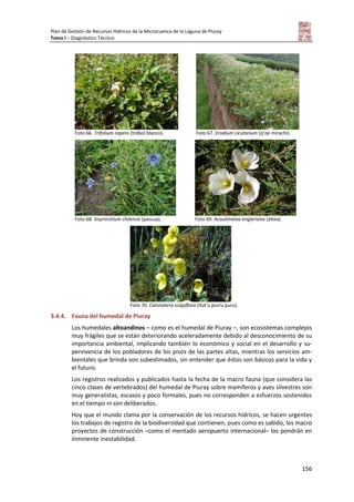 Plan de Gestión de Recursos Hídricos de la Microcuenca de la Laguna de Piuray
Tomo I – Diagnóstico Técnico
156
Foto 66. Trifolium repens (trébol blanco). Foto 67. Erodium cicutarium (q’oe mirachi).
Foto 68. Sisyrinchium chilensis (pascua). Foto 69. Acaulimalva engleriana (altea).
Foto 70. Calceolaria scapiflora (ñut’u purru puru).
3.4.4. Fauna del humedal de Piuray
Los humedales altoandinos – como es el humedal de Piuray –, son ecosistemas complejos
muy frágiles que se están deteriorando aceleradamente debido al desconocimiento de su
importancia ambiental, implicando también lo económico y social en el desarrollo y su-
pervivencia de los pobladores de los pisos de las partes altas, mientras los servicios am-
bientales que brinda son subestimados, sin entender que éstos son básicos para la vida y
el futuro.
Los registros realizados y publicados hasta la fecha de la macro fauna (que considera las
cinco clases de vertebrados) del humedal de Piuray sobre mamíferos y aves silvestres son
muy generalistas, escasos y poco formales, pues no corresponden a esfuerzos sostenidos
en el tiempo ni son deliberados.
Hoy que el mundo clama por la conservación de los recursos hídricos, se hacen urgentes
los trabajos de registro de la biodiversidad que contienen, pues como es sabido, los macro
proyectos de construcción –como el mentado aeropuerto internacional– los pondrán en
inminente inestabilidad.
 