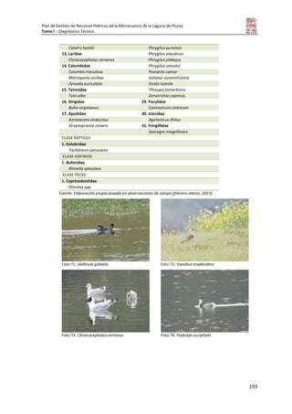 Plan de Gestión de Recursos Hídricos de la Microcuenca de la Laguna de Piuray
Tomo I – Diagnóstico Técnico
159
Calidris bairdii Phrygilus punensis
13. Laridae Phrygilus alaudinus
Chroicocephalus serranus Phrygilus plebejus
14. Columbidae Phrygilus unicolor
Columba maculosa Poospiza caesar
Metriopelia ceciliae Saltator aurantiirostris
Zenaida auriculata Sicalis luteola
15. Tytonidae Thraupis bonariensis
Tyto alba Zonotrichia capensis
16. Strigidae 29. Parulidae
Buho virginianus Conirostrum cinereum
17. Apodidae 30. Icteridae
Aeronautes andecolus Agelasticus thilius
Streptoprocne zonaris 31. Fringillidae
Sporagra magellanica
CLASE REPTILES
1. Colubridae
Tachimenis peruviana
CLASE ANFIBIOS
1. Bufonidae
Rhinella spinulosa
CLASE PECES
1. Cyprinodontidae
Orestias spp
Fuente: Elaboración propia basada en observaciones de campo (febrero-marzo, 2013).
Foto 71. Gallinula galeata Foto 72. Vanellus resplendens
Foto 73. Chroicocephalus serranus Foto 74. Podiceps occipitalis
 