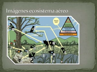 Imágenes ecosistema aéreo 