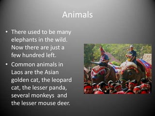 PlantsThere are lots of forests in Laos, but some are getting cut down.The main crops that they grow there are rice and coffee beans.  The weather and the river help the soil.There are some plants there that seem unusual to us.  The Durian Fruit 
