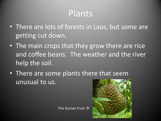 WeatherLaos has a tropical monsoon climate.The rainy season is from May to October.The dry season is from November to April.  March, April, and May are usually hot.