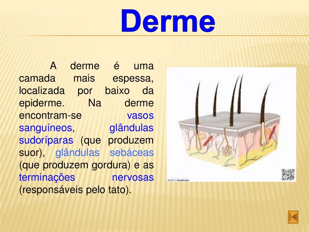 A Imagem Abaixo Mostra Uma Importante Função Da Pele