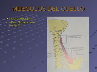 MÚSCULOS DEL CUELLO PLANO ANGULAR: -  Músc. Elevador de la escápula. 