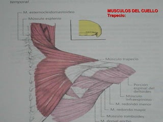 MUSCULOS DEL CUELLO Trapecio: 