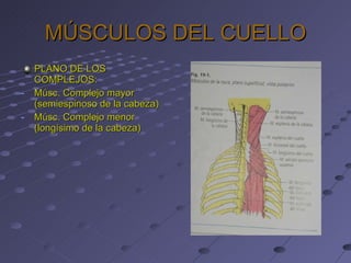 MÚSCULOS DEL CUELLO PLANO DE LOS COMPLEJOS: Músc. Complejo mayor (semiespinoso de la cabeza) Músc. Complejo menor (longísimo de la cabeza) 