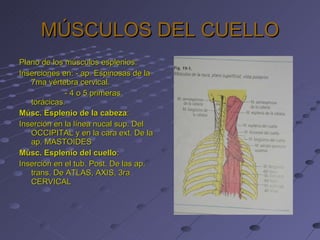 MÚSCULOS DEL CUELLO Plano de los músculos esplenios: Inserciones en: - ap. Espinosas de la 7ma vértebra cervical.   - 4 o 5 primeras torácicas. Músc. Esplenio de la cabeza : Inserción en la línea nucal sup. Del OCCIPITAL y en la cara ext. De la ap. MASTOIDES Músc. Esplenio del cuello : Inserción en el tub. Post. De las ap. trans. De ATLAS, AXIS, 3ra CERVICAL 