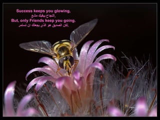 Success keeps you glowing, النجاح يبقيك مشع , But, only Friends keep you going. لكن الصديق هو الذي يجعلك ان تستمر . 
