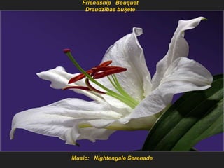 Friendship Bouquet
    Draudzības buķete




Music: Nightengale Serenade
 
