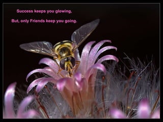 Success keeps you glowing, But, only Friends keep you going. 