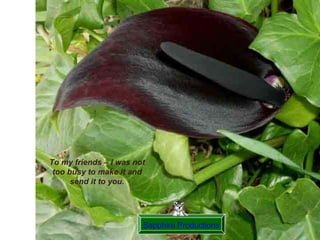 Sapphire Productions To my friends – I was not too busy to make it and send it to you. 