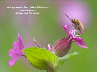 Always remember…when life hands
you a lemon –
always ask for sugar!

 
