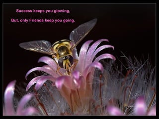 Success keeps you glowing,
But, only Friends keep you going.

 