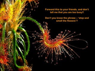 Forward this to your friends, and don’t
tell me that you are too busy!!
Don’t you know the phrase – ‘stop and
smell the flowers’?

 