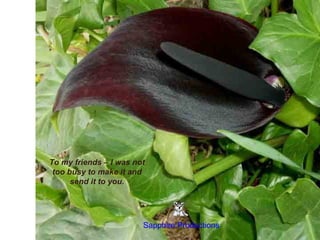 To my friends – I was not
too busy to make it and
send it to you.

Sapphire Productions

 