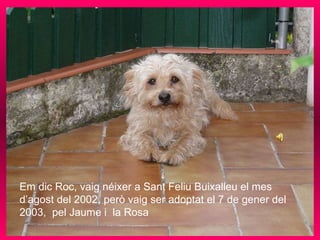 Em dic Roc, vaig néixer a Sant Feliu Buixalleu el mes d’agost del 2002, però vaig ser adoptat el 7 de gener del 2003,  pel Jaume i  la Rosa . 
