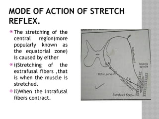MODE OF ACTION OF STRETCH
REFLEX.
 The stretching of the
central region(more
popularly known as
the equatorial zone)
is caused by either
 i)Stretching of the
extrafusal fibers ,that
is when the muscle is
stretched.
 ii)When the intrafusal
fibers contract.
 