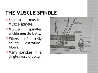 THE MUSCLE SPINDLE
 Skeletal muscle-
Muscle spindle.
 Muscle spindles
within muscle belly.
 Fibers of belly
called extrafusal
fibers.
 Many spindles in a
single muscle belly.
 