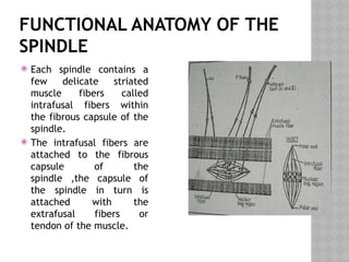 FUNCTIONAL ANATOMY OF THE
SPINDLE
 Each spindle contains a
few delicate striated
muscle fibers called
intrafusal fibers within
the fibrous capsule of the
spindle.
 The intrafusal fibers are
attached to the fibrous
capsule of the
spindle ,the capsule of
the spindle in turn is
attached with the
extrafusal fibers or
tendon of the muscle.
 