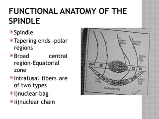 FUNCTIONAL ANATOMY OF THE
SPINDLE
 Spindle
 Tapering ends –polar
regions
 Broad central
region-Equatorial
zone
 Intrafusal fibers are
of two types
 i)nuclear bag
 ii)nuclear chain
 